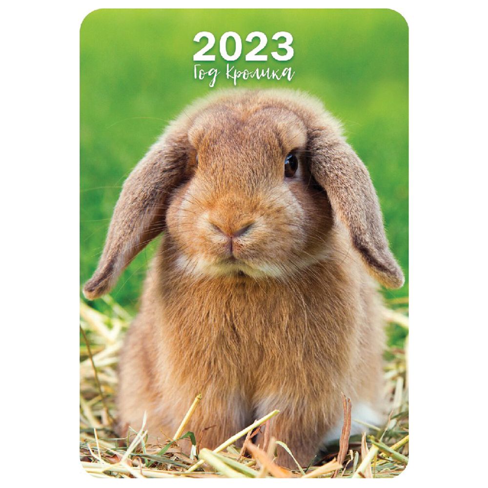 фото календаря 2023 год зайса найти