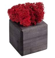 Декоративная композиция GreenBox Black Cube, красный